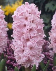 Pink Potted Hyacinths